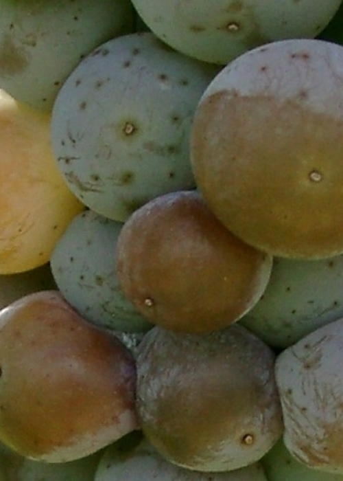 Villaris Beeren 8 ANT 0993